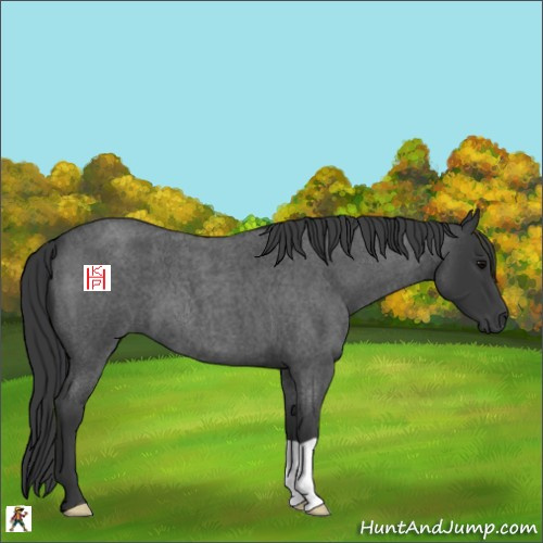 Horse Color:Blue Roan