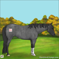 Horse Color:Blue Roan 