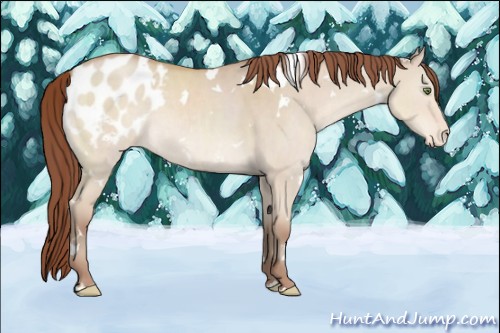 Horse Color:White Spotted Amber Champagne Dun Appaloosa 