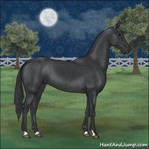Horse Color:Black 