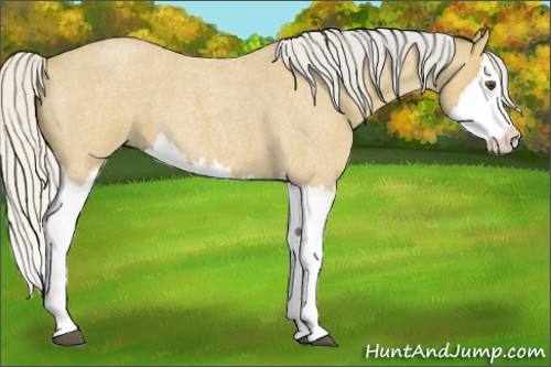 Horse Color:Silver Buckskin Roan Splash
