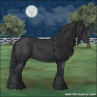 Horse Color:Black 