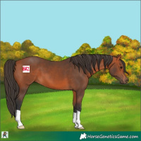 Horse Color:Bay 