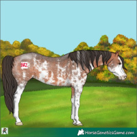 Horse Color:Bay Sabino 
