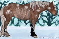 Horse Color:Silver Brown Rabicano 