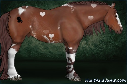 Horse Color:White Spotted Chocolate Brown Tobiano Rabicano