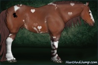 Horse Color:White Spotted Chocolate Brown Tobiano Rabicano 