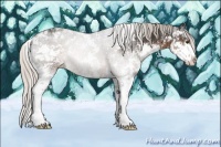 Horse Color:Silver Buckskin Sabino Appaloosa Rabicano 
