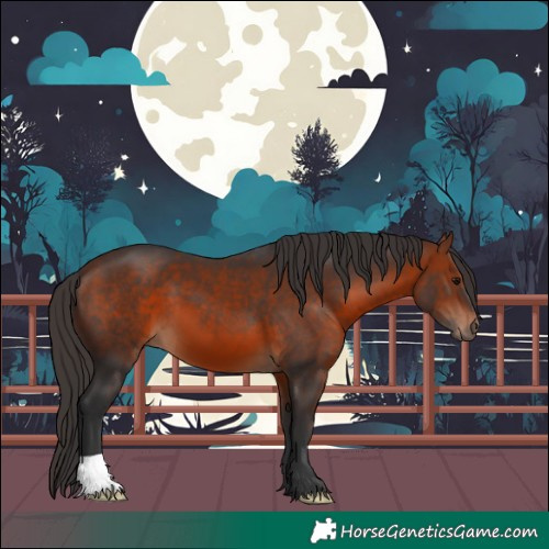 Horse Color:Bay 