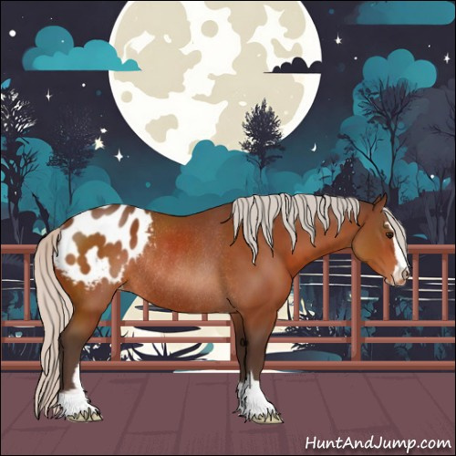 Horse Color:Silver Bay Sabino Appaloosa Rabicano 