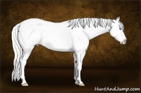 Horse Color:Cremello Sabino Appaloosa