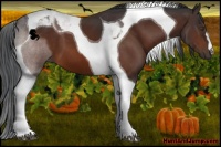 Horse Color:Bay Tobiano 