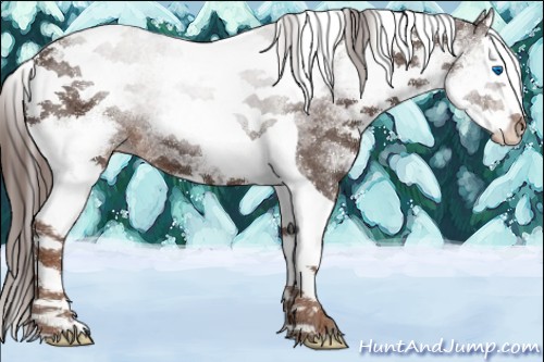 Horse Color:White Spotted Liver Chestnut Splash Tobiano Appaloosa 