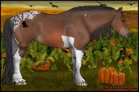 Horse Color:Bay Tobiano 