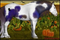 Horse Color:Liver Chestnut Splash Tobiano 