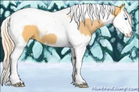 Horse Color:Palomino Splash Tobiano 