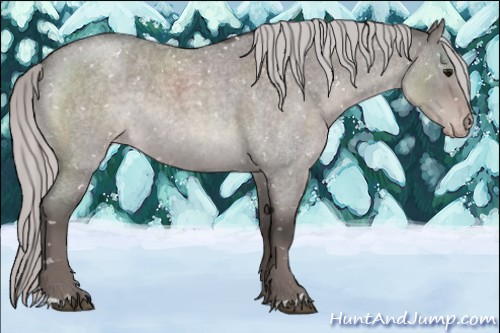 Horse Color:Platinum Silver Grullo Roan Appaloosa 