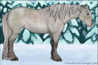 Horse Color:Platinum Silver Grullo Roan Appaloosa 