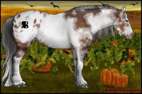 Horse Color:White Spotted Bay Sabino Splash Frame Appaloosa 