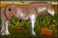 Horse Color:Chestnut Sabino 