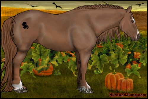 Horse Color:Chestnut Sabino