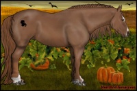 Horse Color:Chestnut Sabino 