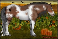 Horse Color:Bay Sabino Splash Tobiano Frame
