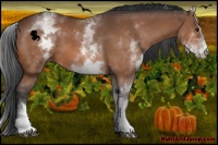 Horse Color:White Spotted Bay Sabino 