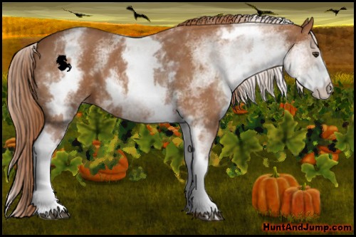 Horse Color:White Spotted Chestnut
