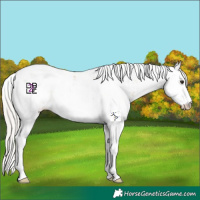 Horse Color:Silver Bay Dun Sabino 