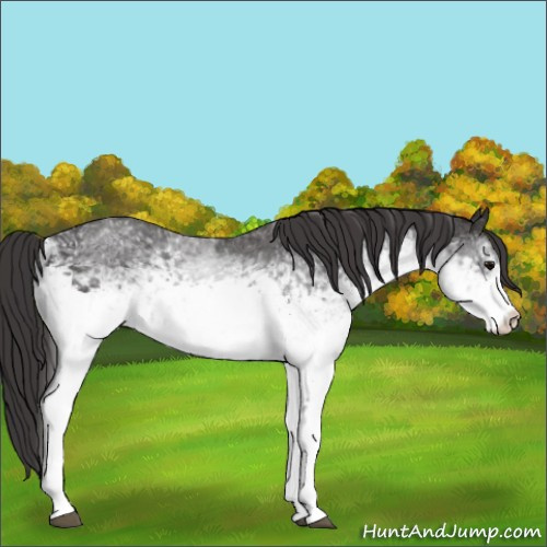 Horse Color:White Spotted Smoky Black 