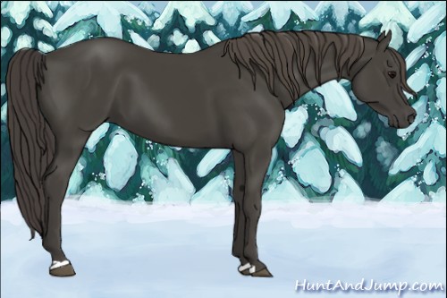 Horse Color:Smoky Black 