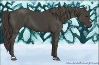 Horse Color:Smoky Black 