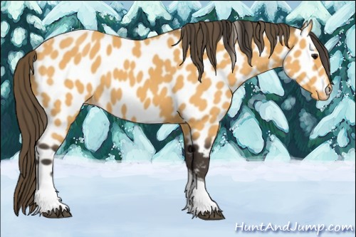 Horse Color:Buckskin Tobiano Appaloosa