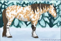Horse Color:Buckskin Tobiano Appaloosa 