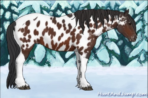 Horse Color:Bay Tobiano Near Leopard