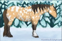 Horse Color:Buckskin Tobiano Appaloosa 