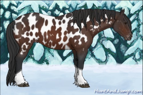 Horse Color:Brown Tobiano Near Leopard 