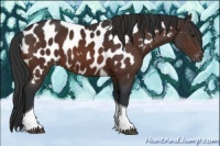 Horse Color:Brown Tobiano Near Leopard 