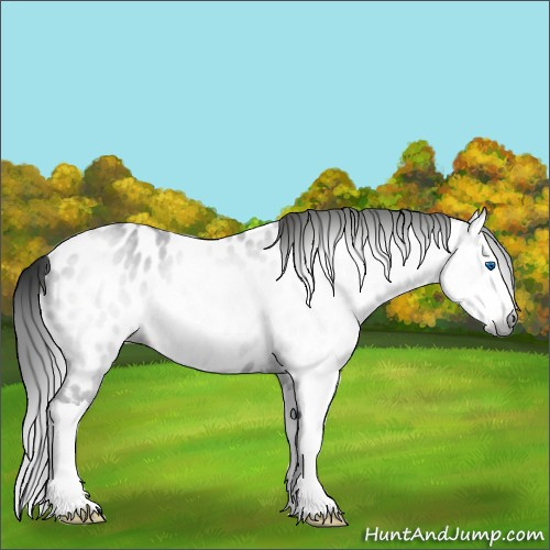 Horse Color:Unknown 
