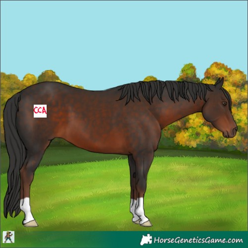 Horse Color:Liver Chestnut 