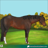 Horse Color:Liver Chestnut 