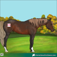 Horse Color:Liver Chestnut 