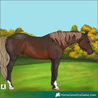 Horse Color:Liver Chestnut 