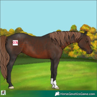 Horse Color:Liver Chestnut 