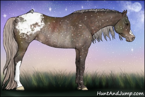 Horse Color:Silver Brown Appaloosa Rabicano 