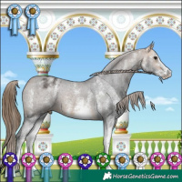 Horse Color:White Spotted Buckskin Appaloosa 