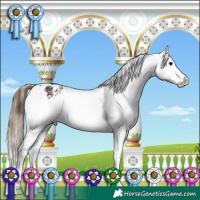 Horse Color:White Spotted Buckskin Appaloosa 