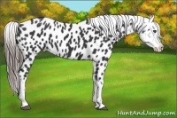 Horse Color:Black Near Leopard 