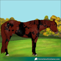 Horse Color:ERROR: UNKNOWN ANOMALY